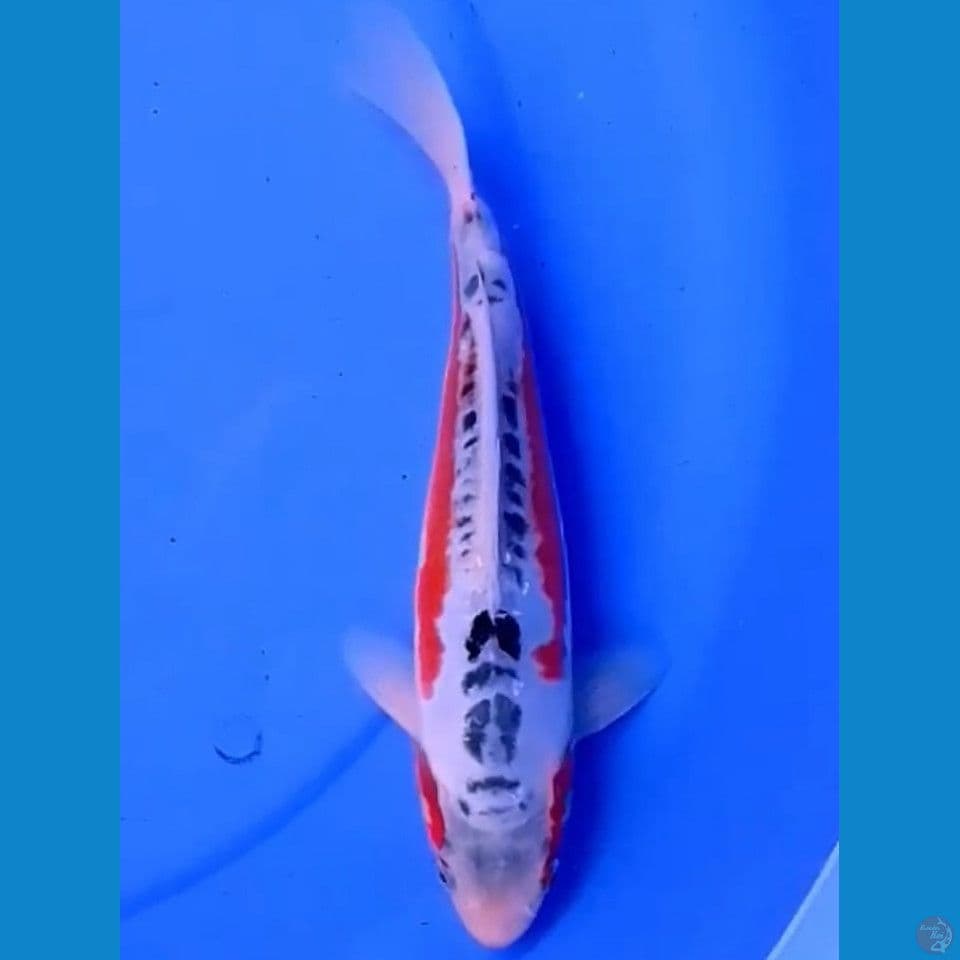 27cm HANA SHUSUI STRONG