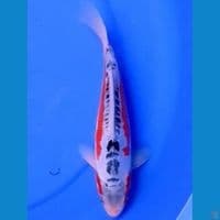 27cm HANA SHUSUI STRONG 