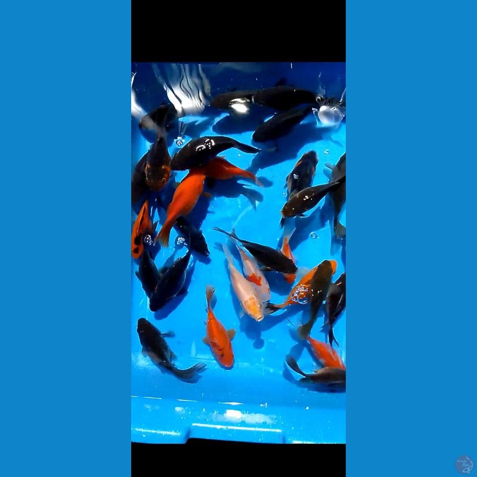 tamasaba short tail 
 bulky2 10 13 cm 27 ekor 