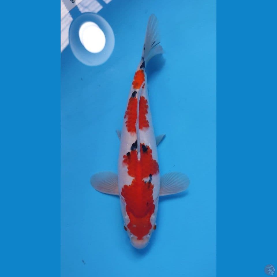 SANKE HQ 30CM - MALE 