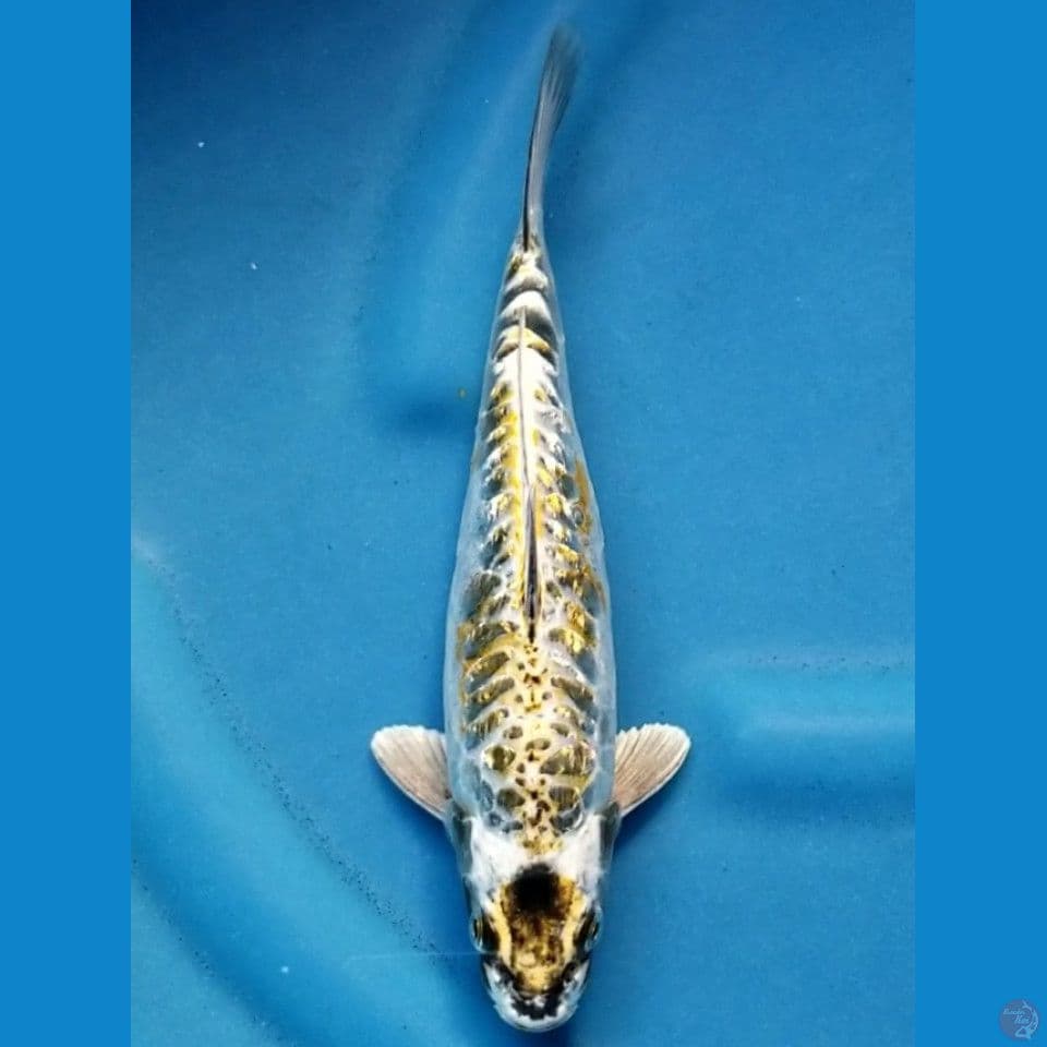 MARUTEN ARAGOKE 25 CM