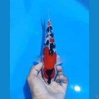 SHOWA - 26cm male calon nih