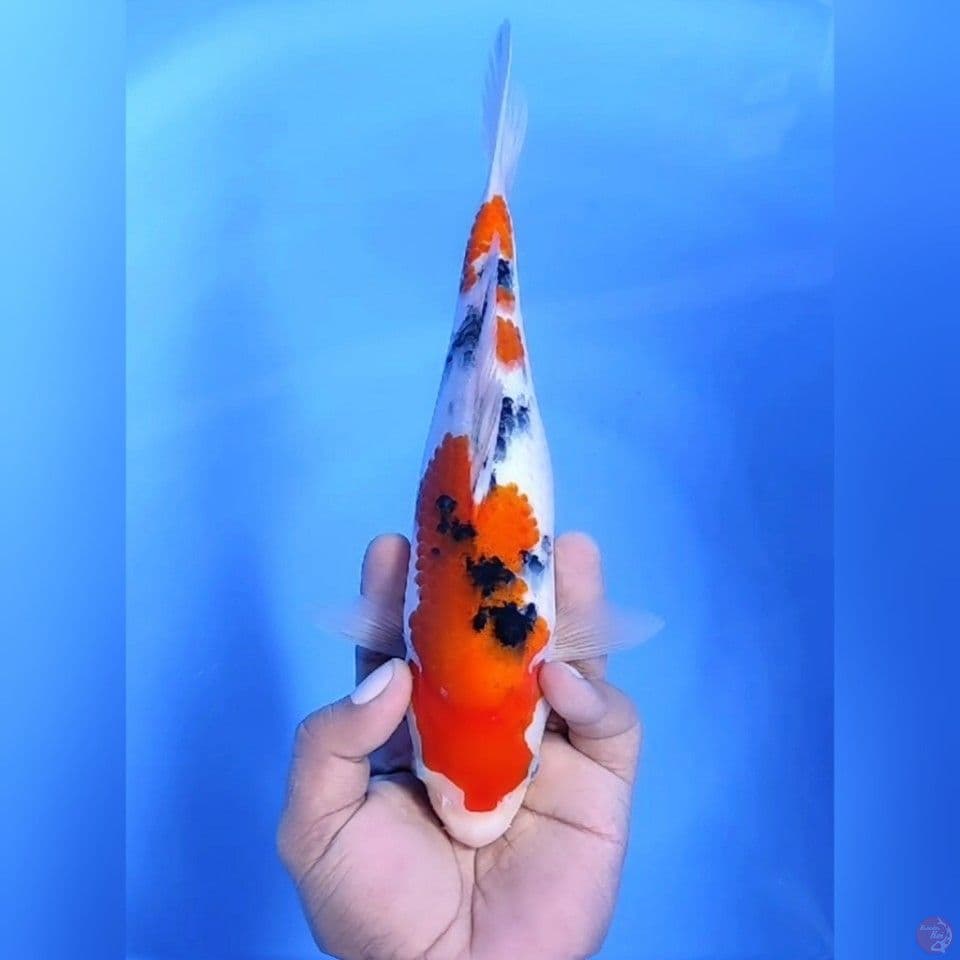 KANOKO SANKE # 27CM- F