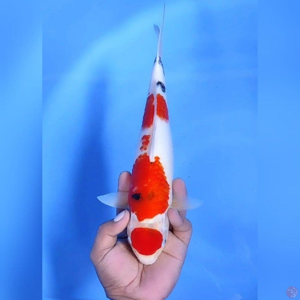MARUTEN SANKE # 32CM - F