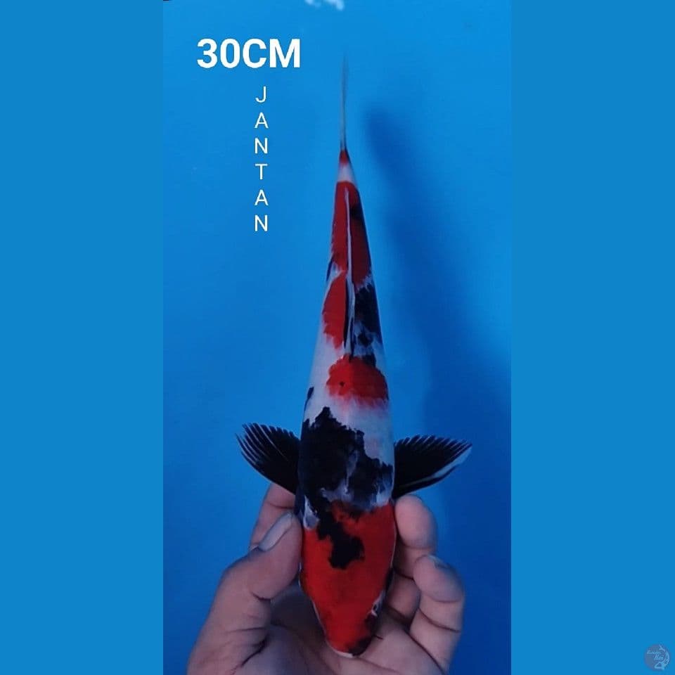 SHOWA 30CM JANTAN