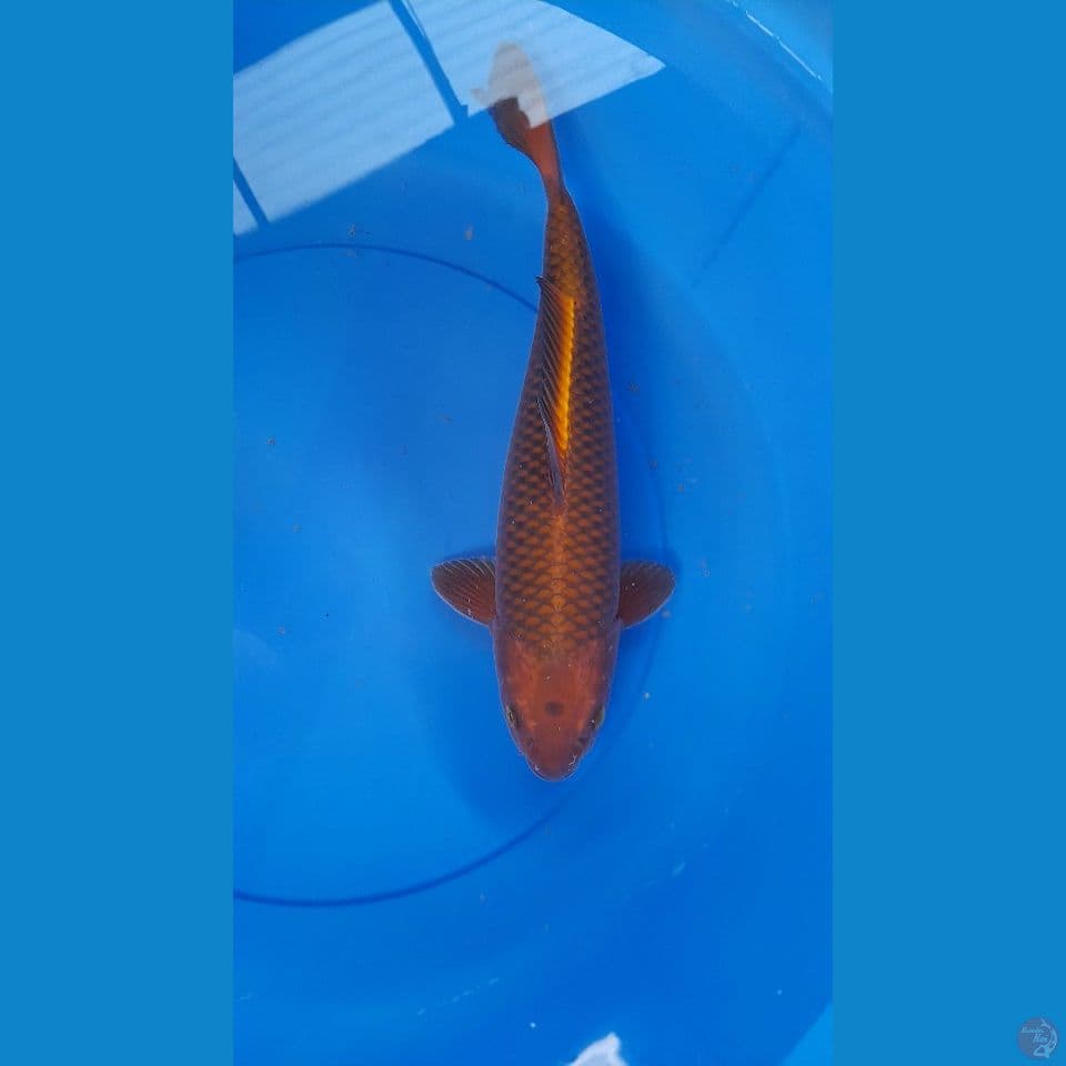 35cm