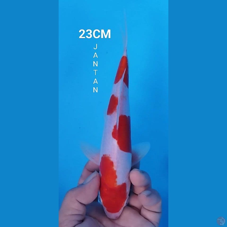 KOHAKU DOITSU 23CM JANTAN