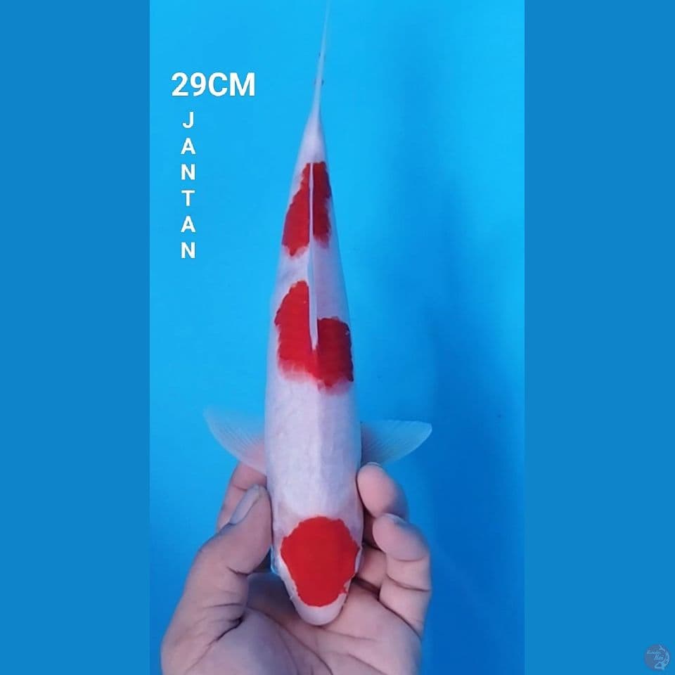 MARUTEN KOHAKU 29CM