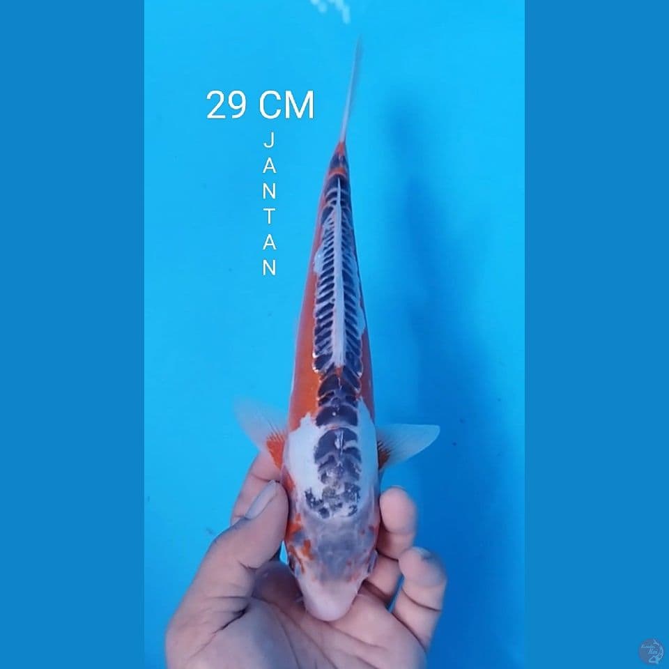 HANA SHUSUI 29CM JANTAN