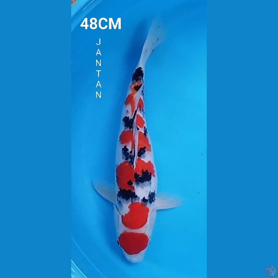MARUTEN SANKE 48CM JANTAN