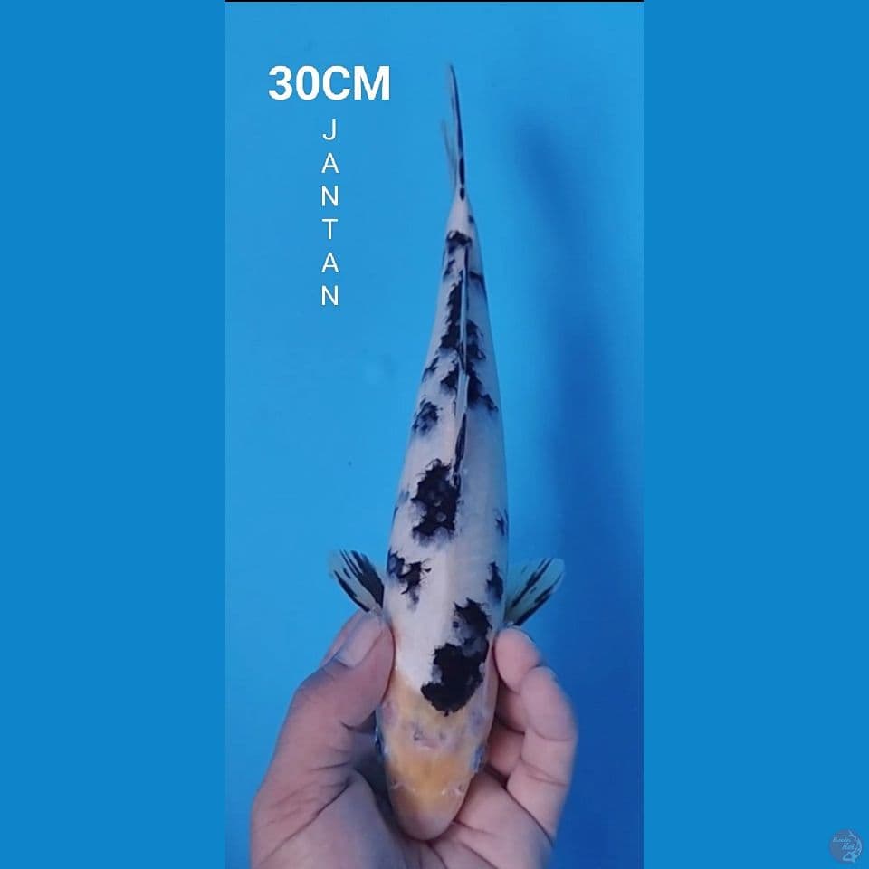BEKKO 38CM JANTAN