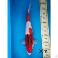 ai goromo, 36cm male
