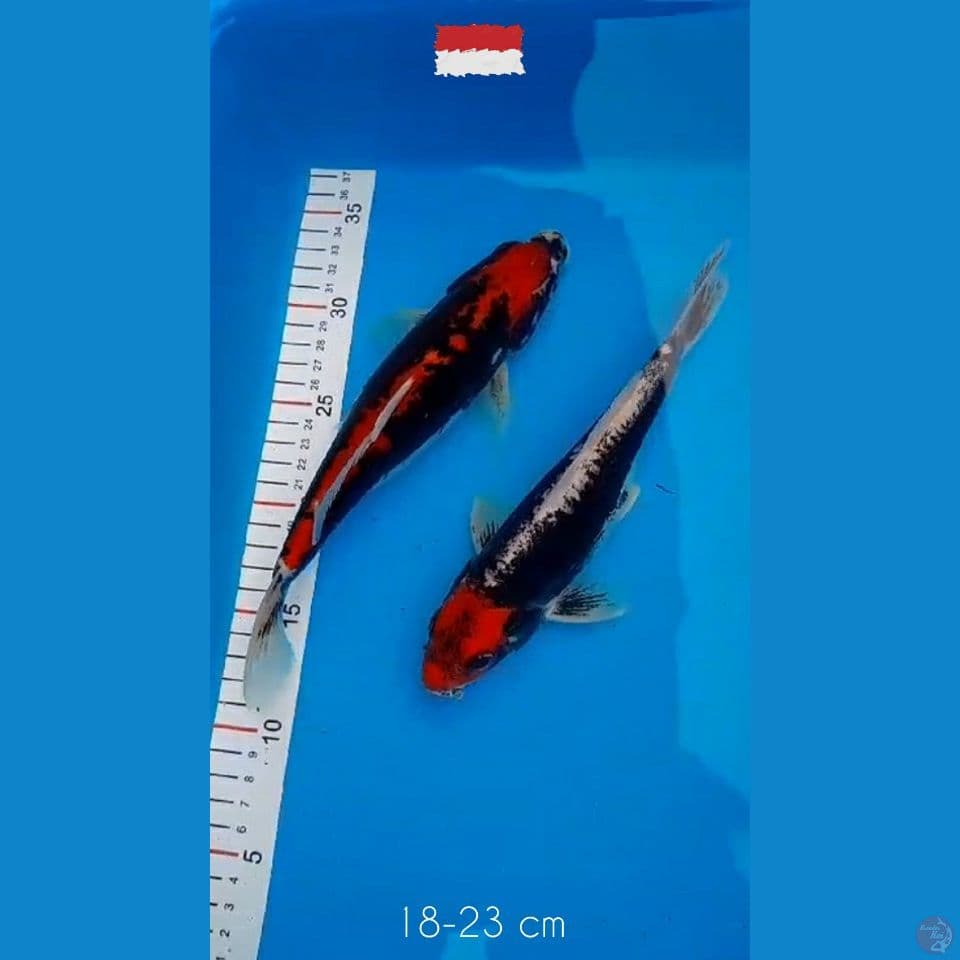 18-23 Paket BENI KUMONRYU