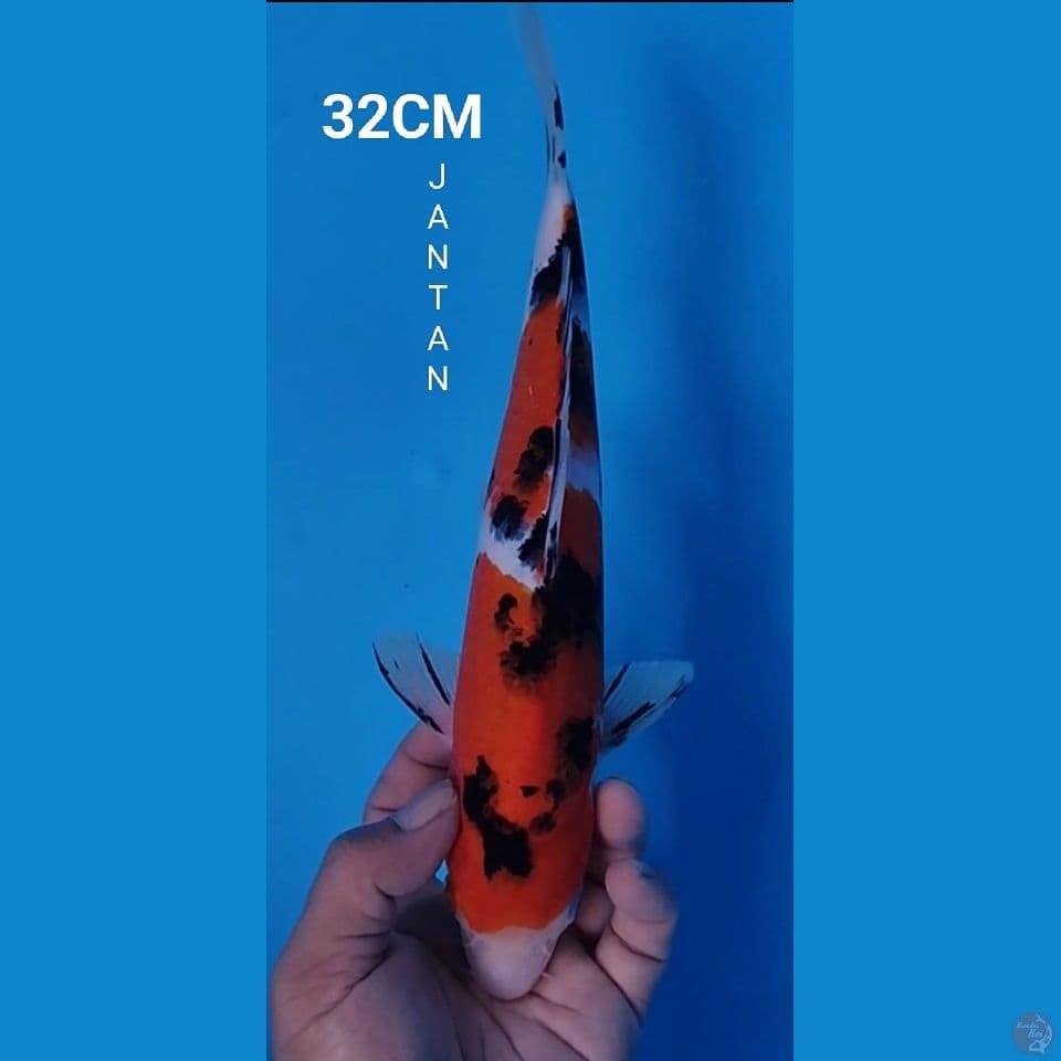 SANKE 32CM  JANTAN