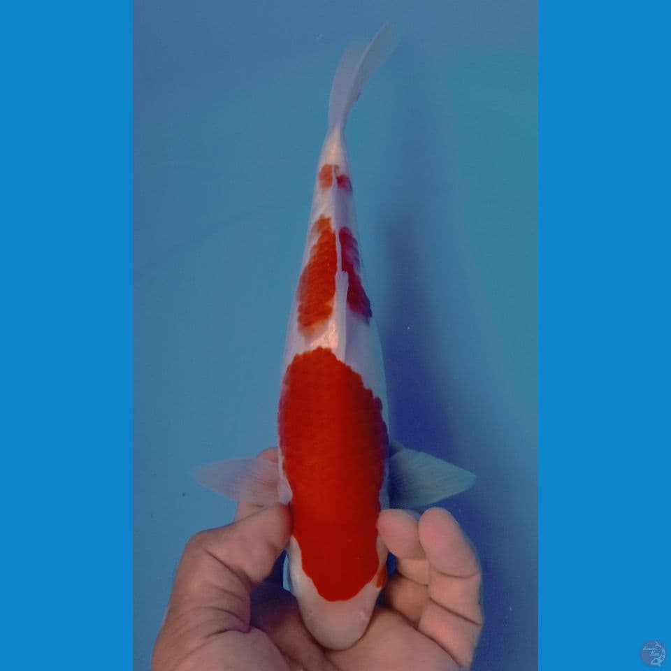 kohaku 28