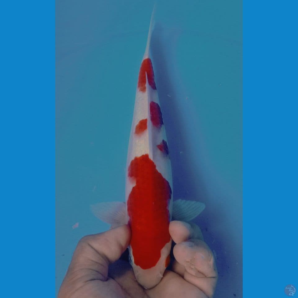 kohaku 25