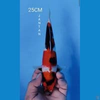 SHOWA 25CM JANTAN