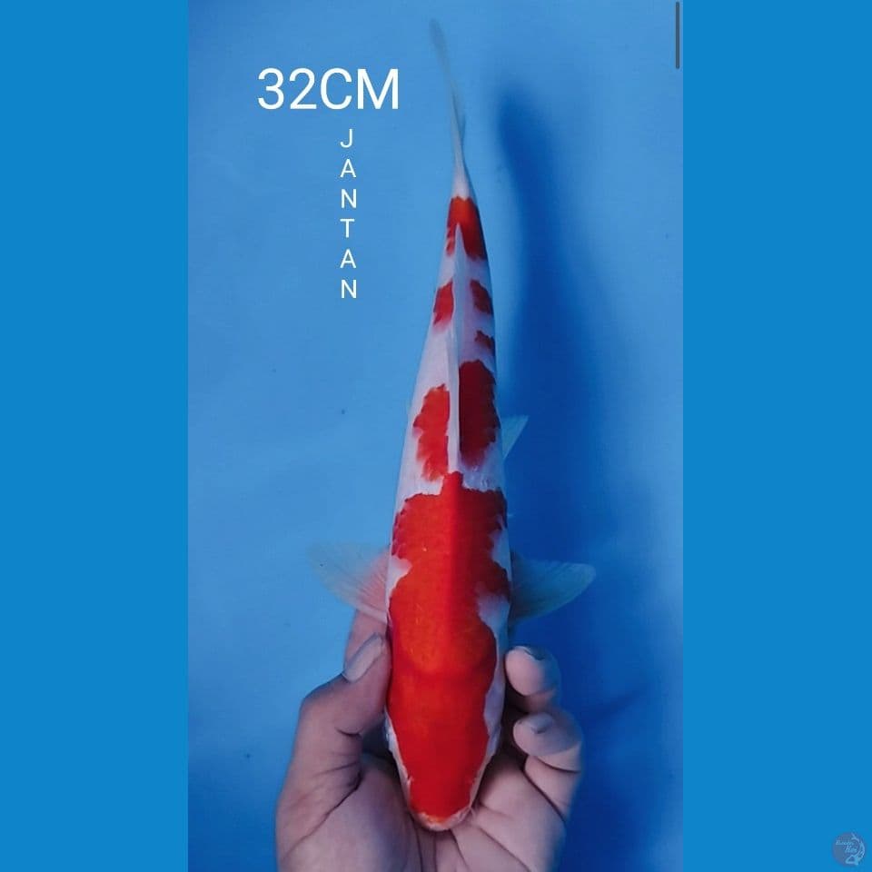 KOHAKU 32CM JANTAN