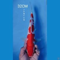 KOHAKU 32CM JANTAN