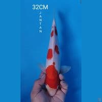 KOHAKU 32CM JANTAN