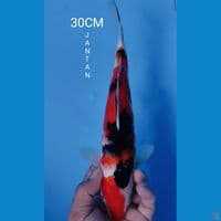 SANKE 30CM JANTAN
