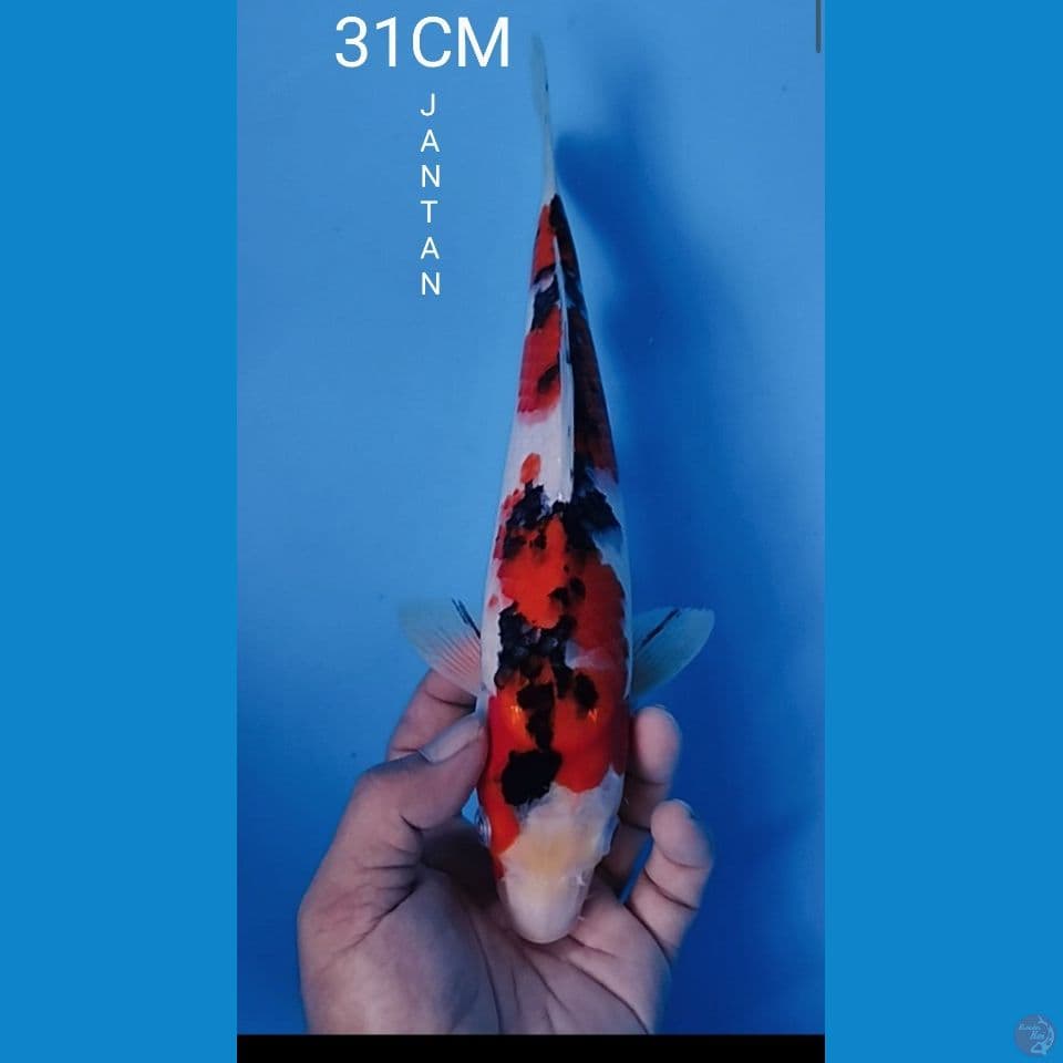 SANKE 31CM JANTAN