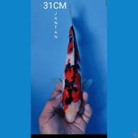 SANKE 31CM JANTAN
