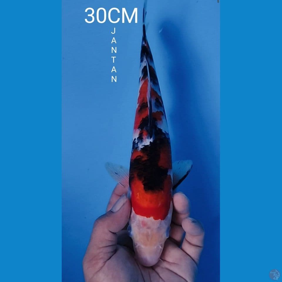 SANKE 30CM JANTAN