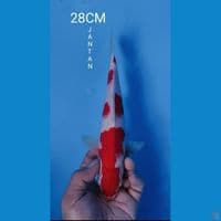 KOHAKU 28CM JANTAN