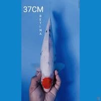 TANCHO SANKE 37CM BETINA