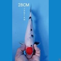 TANCHO SANKE 28CM JANTAN