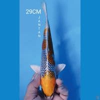 KUJAKU 29CM JANTAN