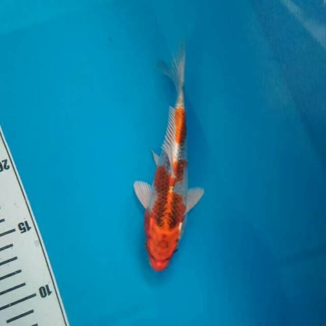GATOTKACA »» KUJAKU ORI
