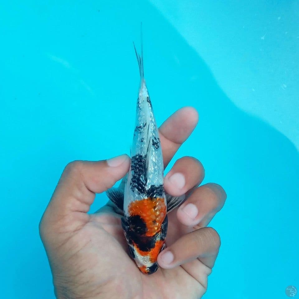 KIN SHOWA GINRIN 13CM