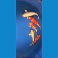 paket ikan jumbo