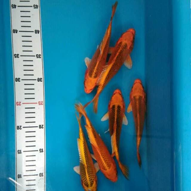 6 ek ORENJI MATSUBA
