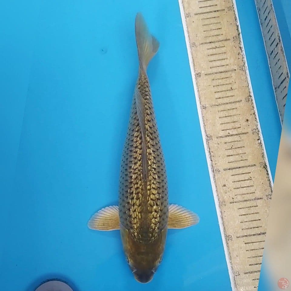 Midori Ginrin Berpunuk ~38 F
