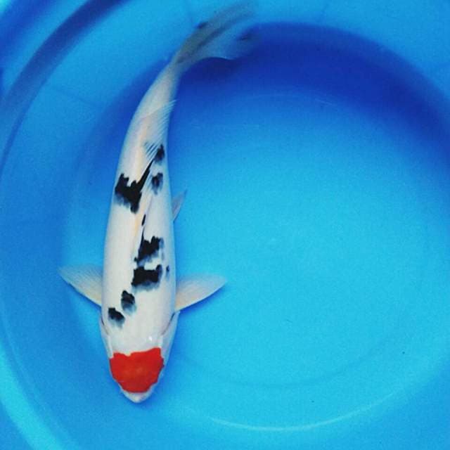 Tancho sanke bulky 34cm male