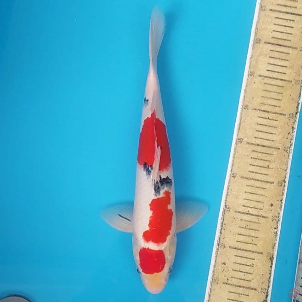 Maruten Sanke ~39 M