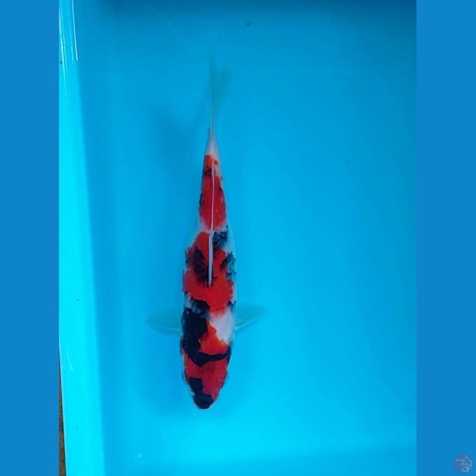 showa 21 cm