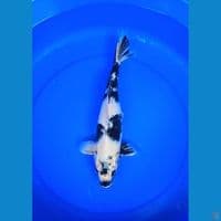 kin shiro 38cm