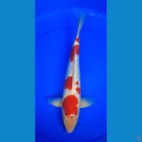gindrin 40cm