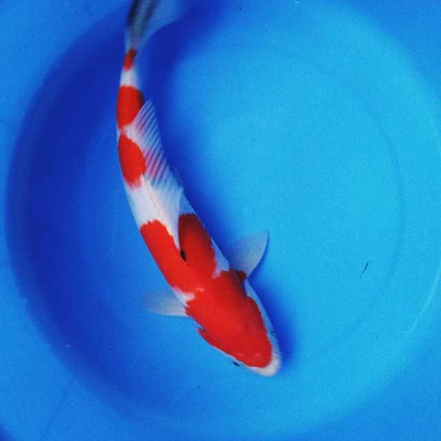 Red josss male 31cm