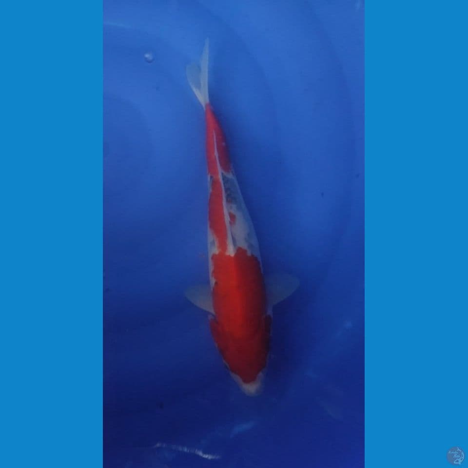 SHOWA TATEGOI 35 CM FM