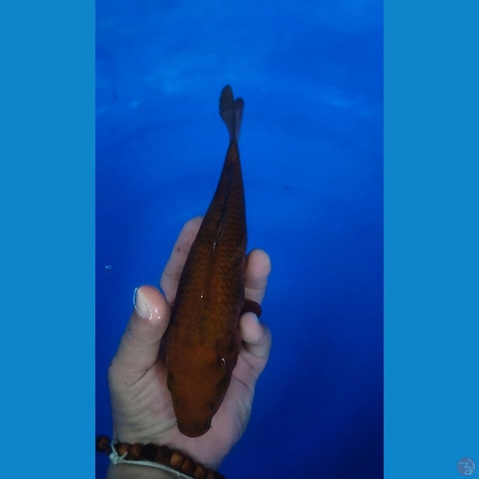 Chagoi Karamel 29 cm FM