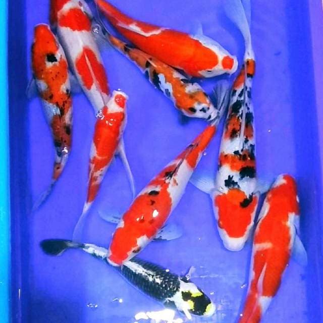 Paket cantik tester kolam