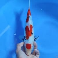 sowa 26cm