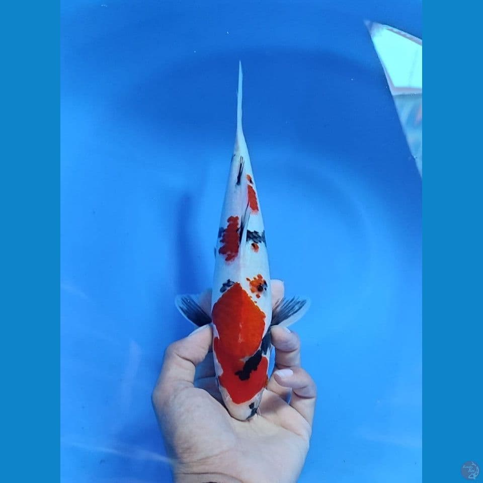 sowa 27cm