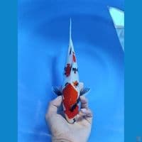sowa 27cm