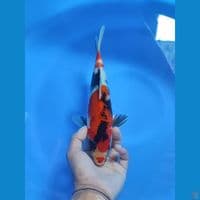 sowa 27cm